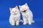 2 sitzende Selkirk Rex Ktzchen