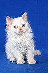 sitzendes Selkirk Rex Ktzchen