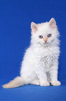 sitzendes Selkirk Rex Ktzchen