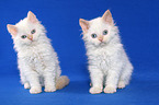 2 sitzende Selkirk Rex Ktzchen