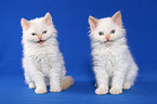 2 sitzende Selkirk Rex Ktzchen