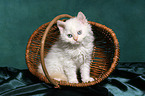 Selkirk Rex Ktzchen im Korb