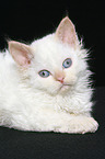 liegendes Selkirk Rex Ktzchen