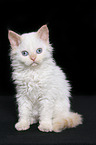 sitzendes Selkirk Rex Ktzchen