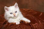 liegendes Selkirk Rex Ktzchen