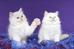 2 Selkirk Rex Ktzchen in Glatthaar