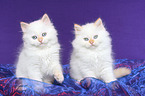 2 Selkirk Rex Ktzchen in Glatthaar