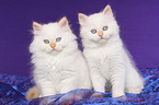 2 Selkirk Rex Ktzchen in Glatthaar