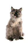 sitzende Selkirk Rex