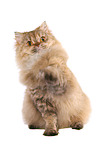 sitzende Selkirk Rex