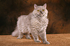 stehende Selkirk Rex