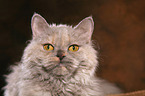 Selkirk Rex Portrait