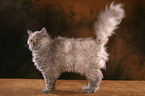 stehende Selkirk Rex