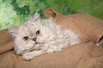 liegende Selkirk Rex