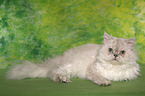 liegende Selkirk Rex