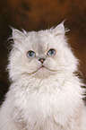 Selkirk Rex Portrait