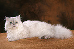 liegende Selkirk Rex