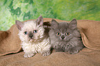 2 Selkirk Rex Ktzchen