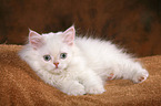 liegendes Selkirk Rex Ktzchen