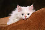 liegendes Selkirk Rex Ktzchen