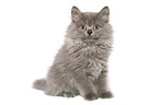 sitzendes Selkirk Rex Ktzchen