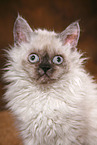 Selkirk Rex Ktzchen Portrait