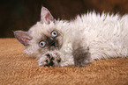 liegendes Selkirk Rex Ktzchen