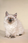 sitzendes Selkirk Rex Ktzchen