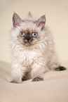 stehendes Selkirk Rex Ktzchen