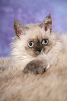 liegendes Selkirk Rex Ktzchen