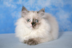 junge Selkirk Rex