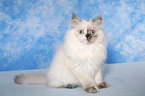 junge Selkirk Rex