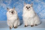 2 junge Selkirk Rex