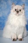 junge Selkirk Rex