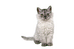 junge Selkirk Rex