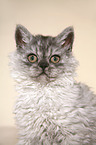 junge Selkirk Rex