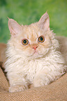 junge Selkirk Rex