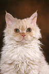 junge Selkirk Rex