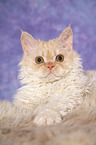 junge Selkirk Rex