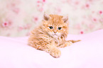 Selkirk Rex Ktzchen