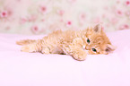 Selkirk Rex Ktzchen