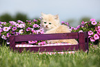 Selkirk Rex Ktzchen