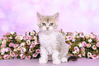 Selkirk Rex Ktzchen