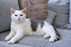 liegende Selkirk Rex