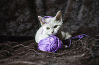 Selkirk Rex Ktzchen
