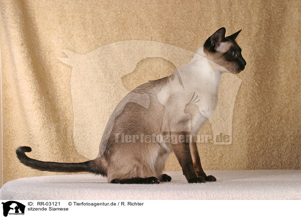 sitzende Siamese / RR-03121