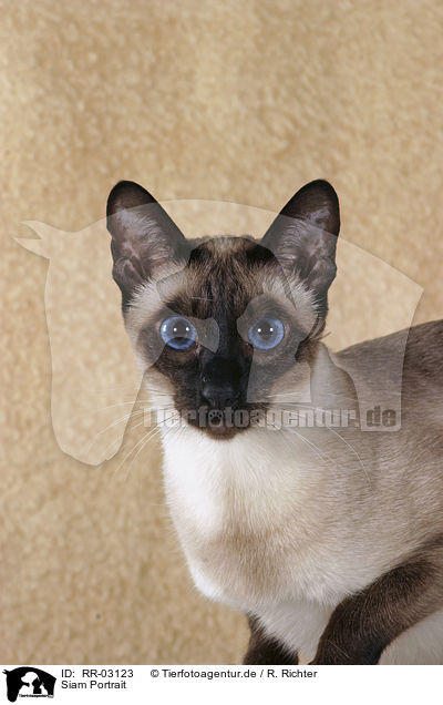 Siam Portrait / Siamese Cat Portrait / RR-03123