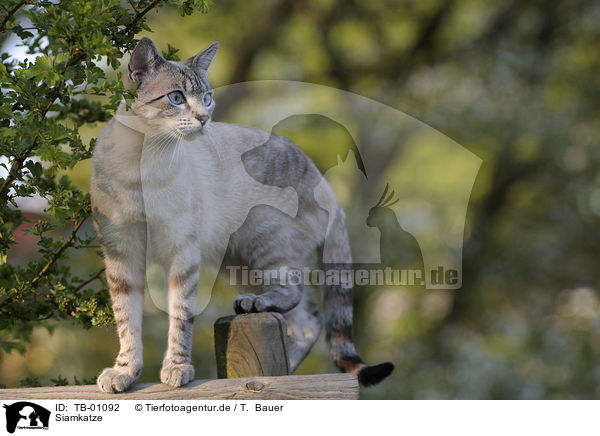 Siamkatze / TB-01092