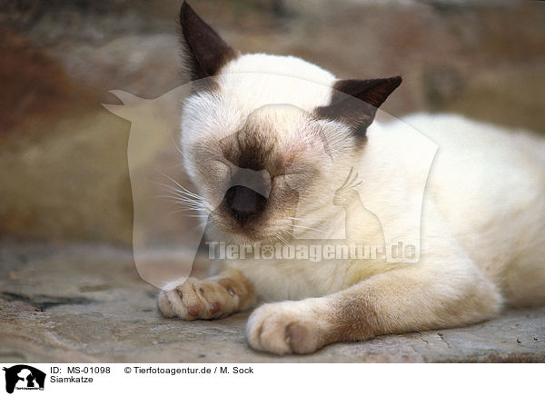 Siamkatze / siamese cat / MS-01098