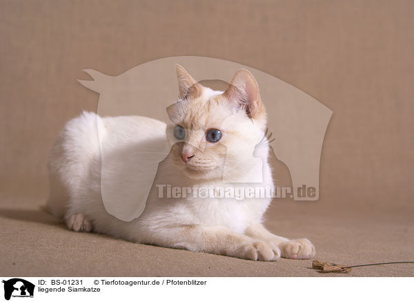 liegende Siamkatze / BS-01231